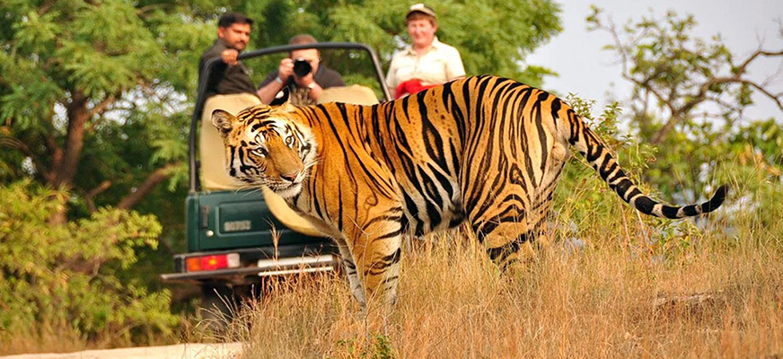 Jim Corbett and Nainital View
