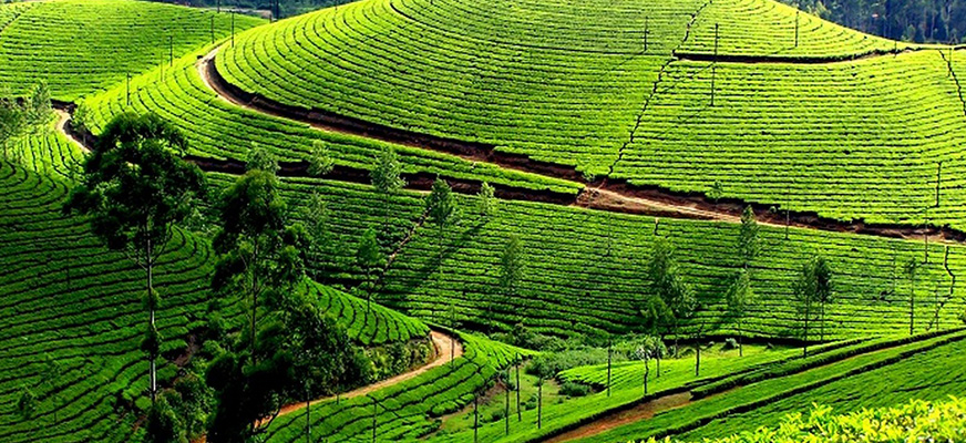 Kerala View